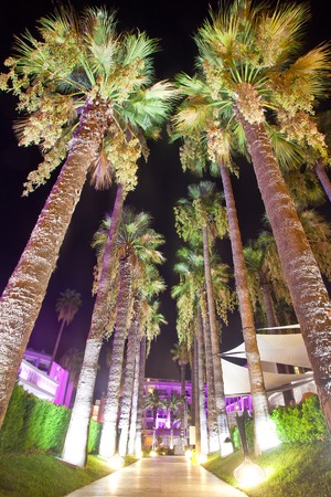 Palm alley with night illumination on territory hotel.の写真素材