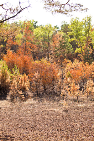 Consequences of deep forest fire.