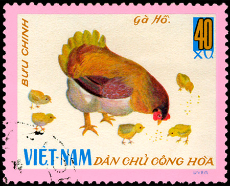 VIETNAM - CIRCA 1968: postage stamp printed in Vietnam shows hen with chicks, a series of domestic fowlのeditorial素材