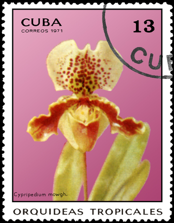 CUBA - CIRCA 1971: Postage stamp printed in Cuba shows orchid Cypripedium mowgh, series tropical orchidsのeditorial素材