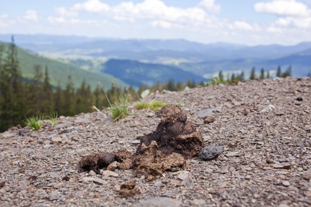 Shit against the backdrop of the mountains.の写真素材