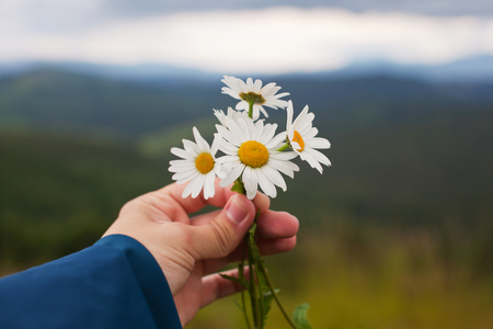 The guy is holding chamomile in the hands of the mountains.の写真素材