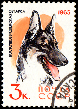 USSR - CIRCA 1965: postage stamp, printed in USSR, shows a East European Shepherd dog, series Hunting and Service Dogsのeditorial素材