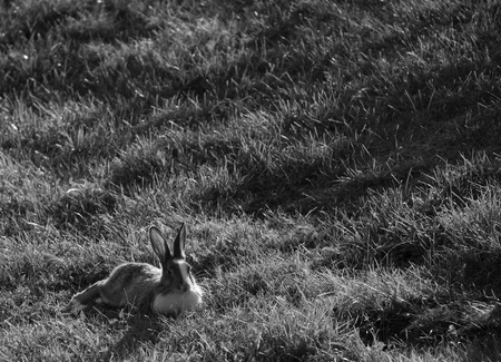 vildkanin i gräset utanför Nyköpingshus Sverigeの写真素材
