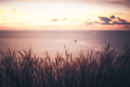 Grass in front of a beautiful sunset. Space for text. noise and film grain style for backgroundの写真素材