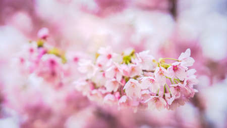 Sakura Flower or Cherry Blossom With Beautiful Nature Backgroundの写真素材