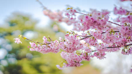 Sakura Flower or Cherry Blossom With Beautiful Nature Backgroundの写真素材