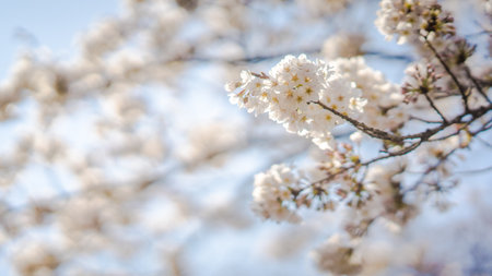 White flowers on the branches of a plum tree (Prunus domestica) on a nice sunny day with a blue sky in the background in early springの写真素材