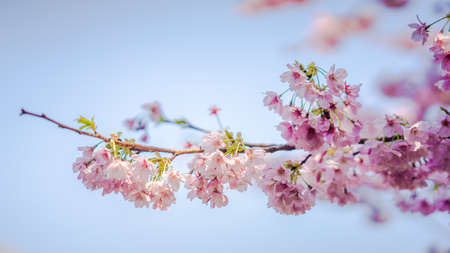 Sakura Flower or Cherry Blossom With Beautiful Nature Backgroundの写真素材