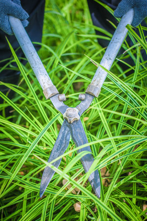 Hands holding the gardening scissors on green grass. Gardening concept background.の写真素材