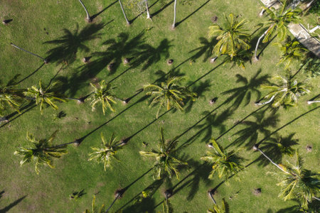 Top aerial drone view of a beautiful coconut palm tree. Tropical background island paradise.の写真素材