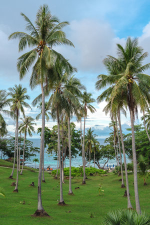 coconut palm trees on green lawn in front the beach, turquoise sea water, and cloudy blue skyの写真素材