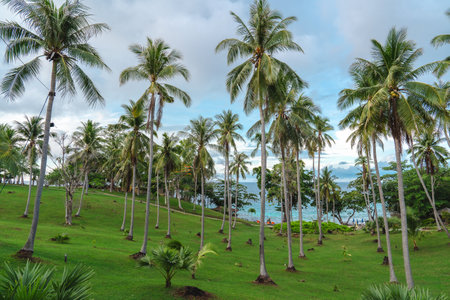 coconut palm trees on green lawn in front the beach, turquoise sea water, and cloudy blue skyの写真素材