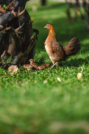 A close-up shot of a hen walking outdoors with her chicks, searching for food. The scene captures the natural behavior and family bond among the birds.の写真素材