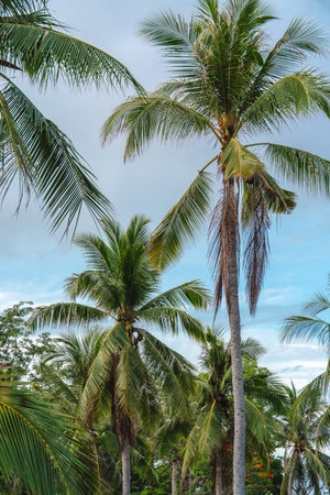 coconut palm trees on green lawn in front the beach, turquoise sea water, and cloudy blue skyの写真素材