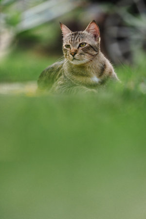 The cat looking something in the garden. Close up and bokeh backgroundの写真素材