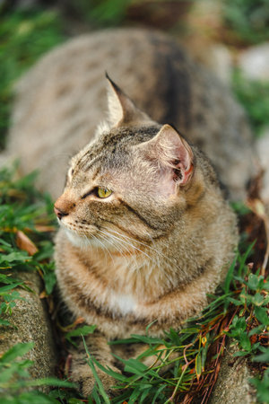The cat looking something in the garden. Close up and bokeh backgroundの写真素材