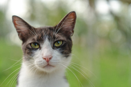 The cat looking something in the graden. Close up and bokeh backgroundの写真素材