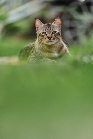 The cat looking something in the graden. Close up and bokeh backgroundの写真素材