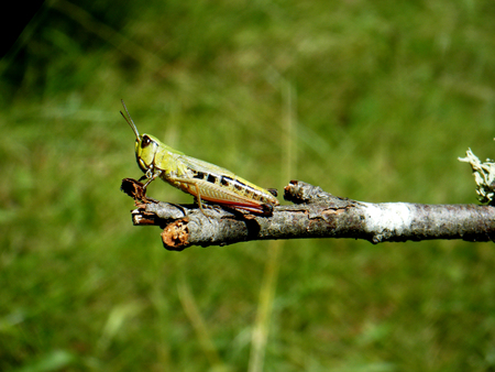 Grasshopper perched on a branch under a sunny day and surrounded by a beautiful green landscapeの写真素材