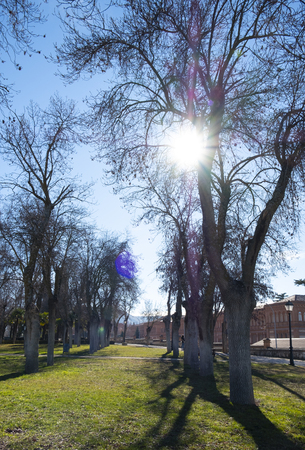 photo of a park full of trees without leaves on a beautiful and sunny winter day. The sunÂ´s rays filter through the bare branches.の写真素材