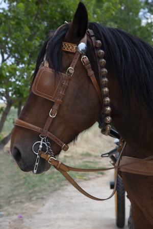 detail of the head of a brown chocolate horse with black mane with covered eyes and bellsの写真素材
