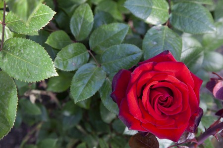 photograph of a pretty red rose in the foreground, where you can see all its petals open, surrounded by green leaves.の写真素材