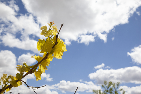 detail of a grapevine in spring, when it is sprouting and its buds are young, strong, healthy, and of a yellowish colorの写真素材