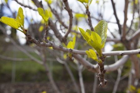 Detail of a fig line at the just time when its branches begin to spread. Young green and strong forces that grow up to the blue sky on a sunny day and with clouds. living nature.の写真素材