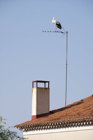 A large group of storks decide to stop to rest from their long journey, to regain strength,they perch on the ground, on the roof of the church, on television antennas....の写真素材