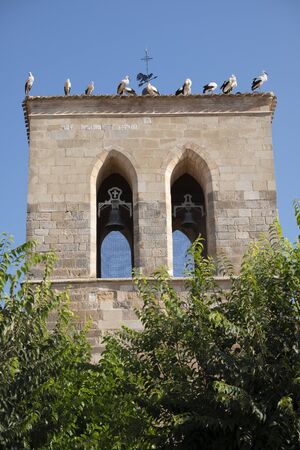 A large group of storks decide to stop to rest from their long journey, to regain strength,they perch on the ground, on the roof of the church, on television antennas....の写真素材