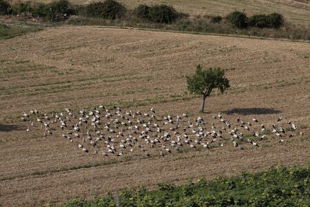 A large groups of storks decide to stop to rest from their long journey, to regain strength. They perch on the ground, in the roof of the church, on television antennas...の写真素材