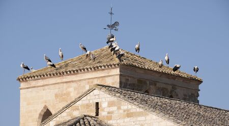 A large group of storks decide to stop to rest from their long journey, to regain strength,they perch on the ground, on the roof of the church, on television antennas....の写真素材