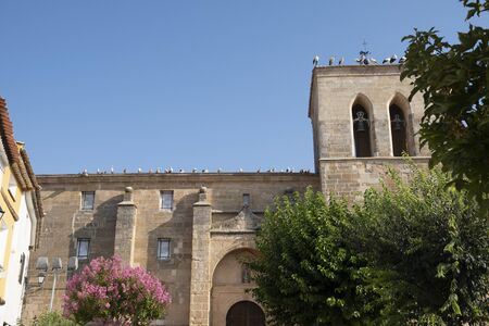 A large group of storks decide to stop to rest from their long journey, to regain strength,they perch on the ground, on the roof of the church, on television antennas....の写真素材