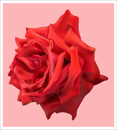 bright blooming red roseのイラスト素材