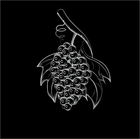 bunch on a branch, with grapes leaves, the sketch, a drawing chalkのイラスト素材