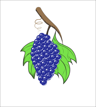 bunch on a branch, with grapes leaves,のイラスト素材