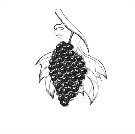 bunch on a branch, with grapes leaves, the sketchのイラスト素材