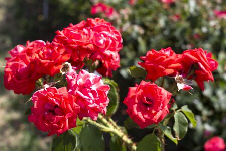 Beautiful summer rosesin the garden. Flower backgroundの写真素材