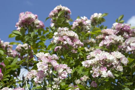 Beautiful summer rosesin the garden. Flower backgroundの写真素材