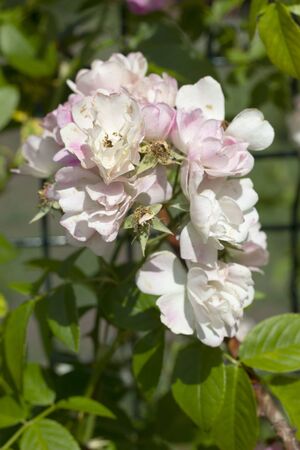 Beautiful summer rosesin the garden. Flower backgroundの写真素材