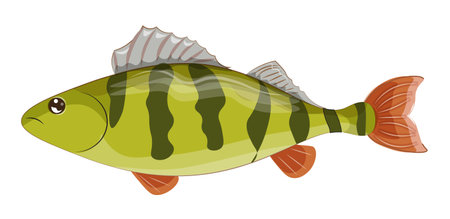 vector Yellow perch, striped perch, American perch, North America fish native, picture in hand drawing cartoon styleのイラスト素材