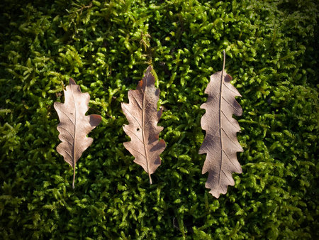 three dry leaves and moss