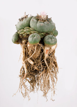Lophophora williamsii isolated on white background