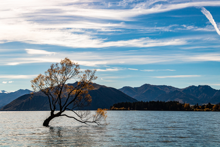 Wanaka Tree at Lake Wanakaの写真素材
