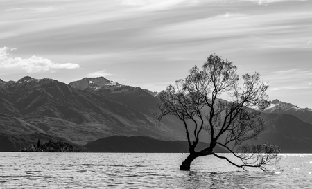 Wanaka tree in New Zealandの写真素材