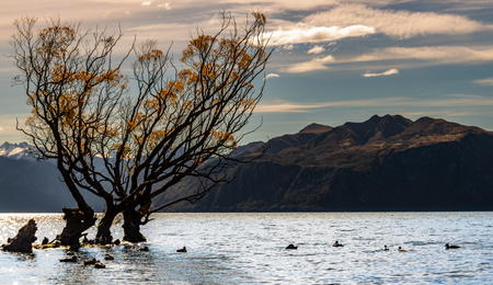 Tree growing in the lakeの写真素材