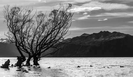 Black and white tree growing in the lakeの写真素材