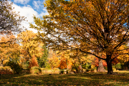Autumn trees in Queenstown parkの写真素材