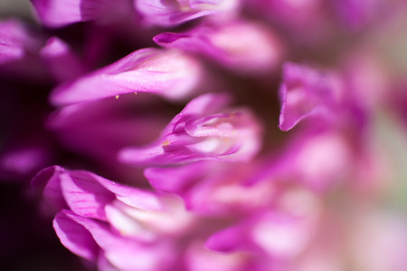 purple flowersの写真素材